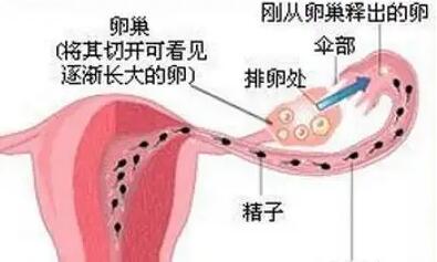 怎么看内裤知道排卵了?看内裤知道排卵的方法