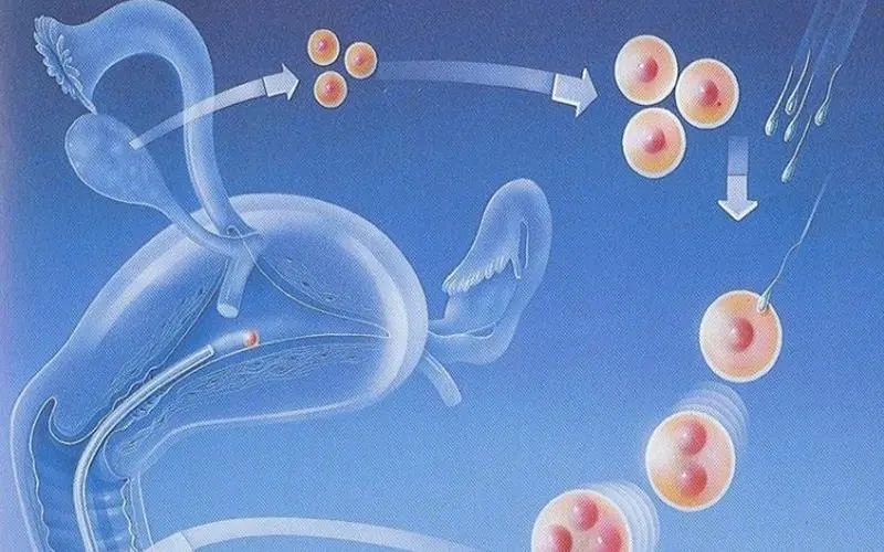 试管取卵后多久取精子_试管取卵多大的卵泡能用_试管取卵后多久能同房